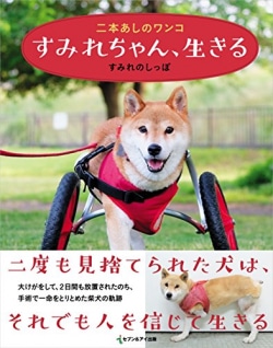 徳之島の名物犬 車いすのラッキー 感動のノンフィクション レビュー Book Bang ブックバン